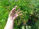 Persian Honeylocust